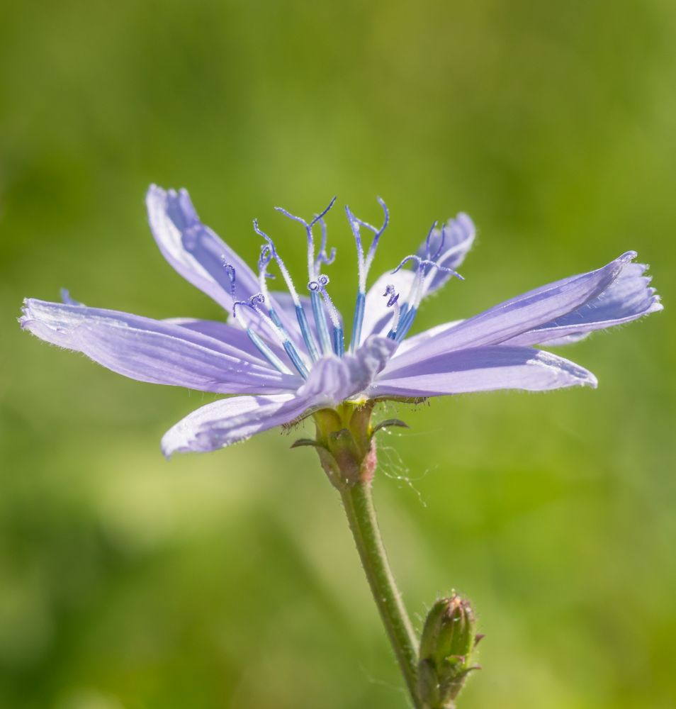 Blaue Wegwarte