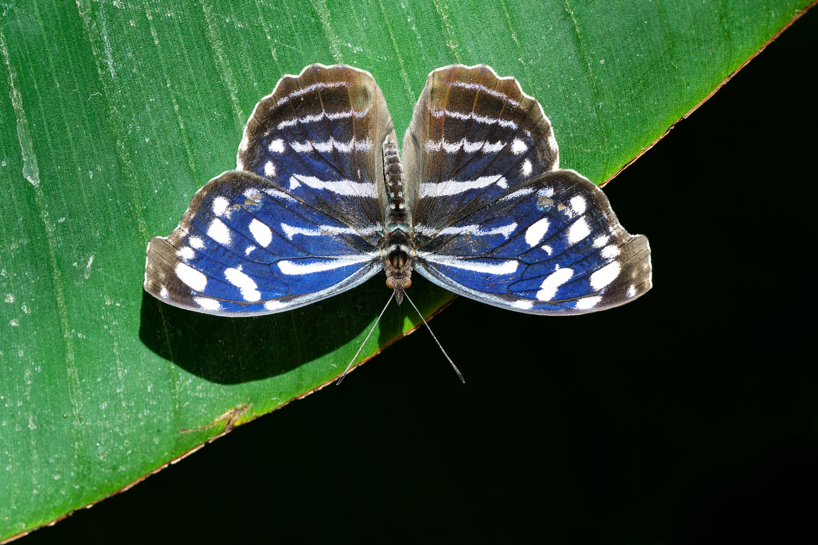 Blaue Welle (Fleck-Schillerfalter Myscelia cyaniris)