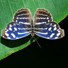 Blaue Welle (Fleck-Schillerfalter Myscelia cyaniris)