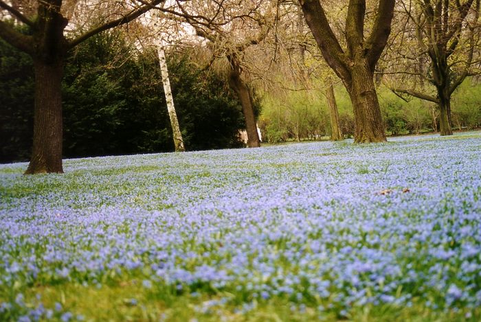 Blaue Wiese