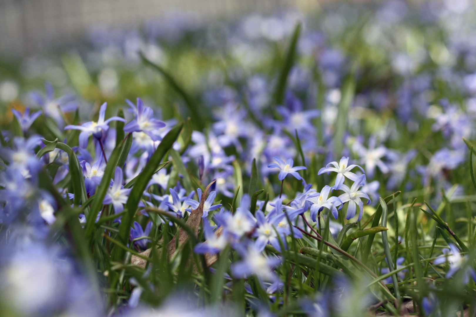 Blaue Wiese