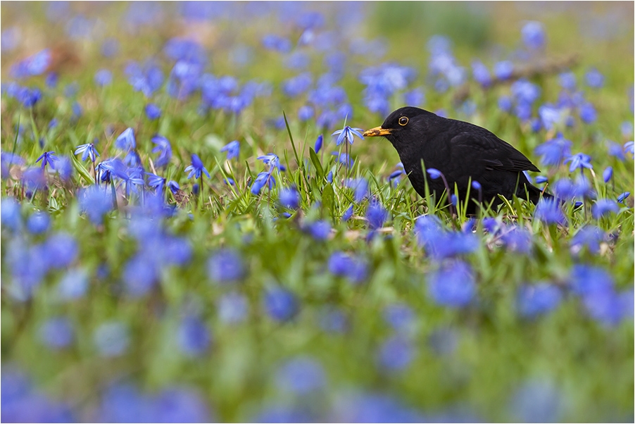 Blaue Wiese