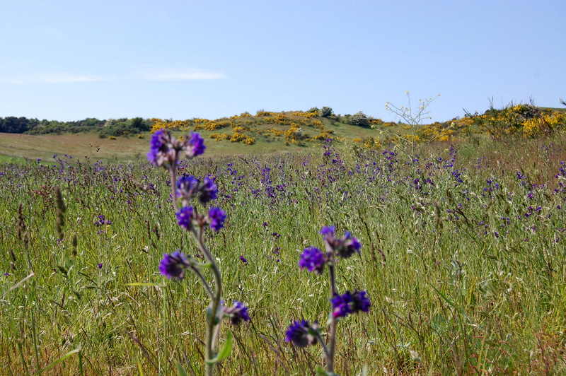 Blaue Wiese