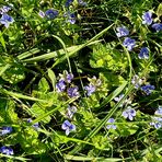 blaue Wiesenblümchen