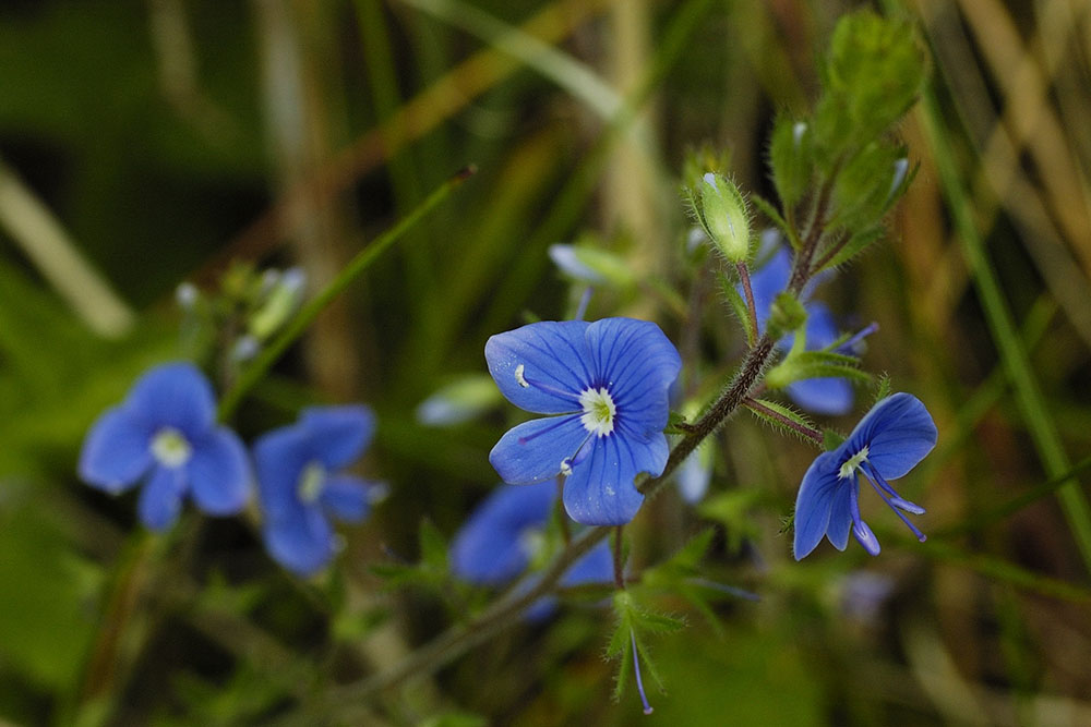 Blaue Wiesenblumen