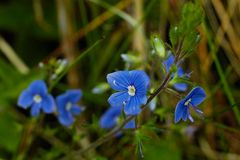 Blaue Wiesenblumen