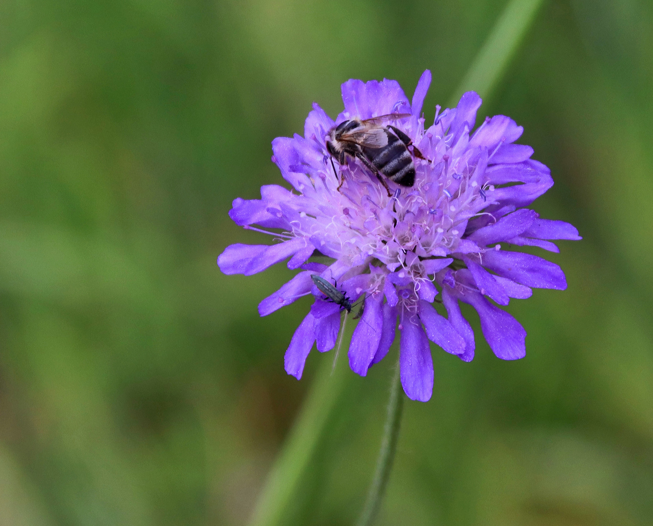 blaue Wildblume....