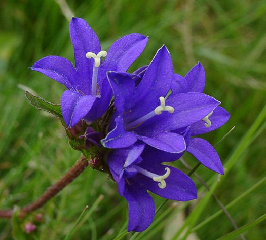 Blaue Wildblume