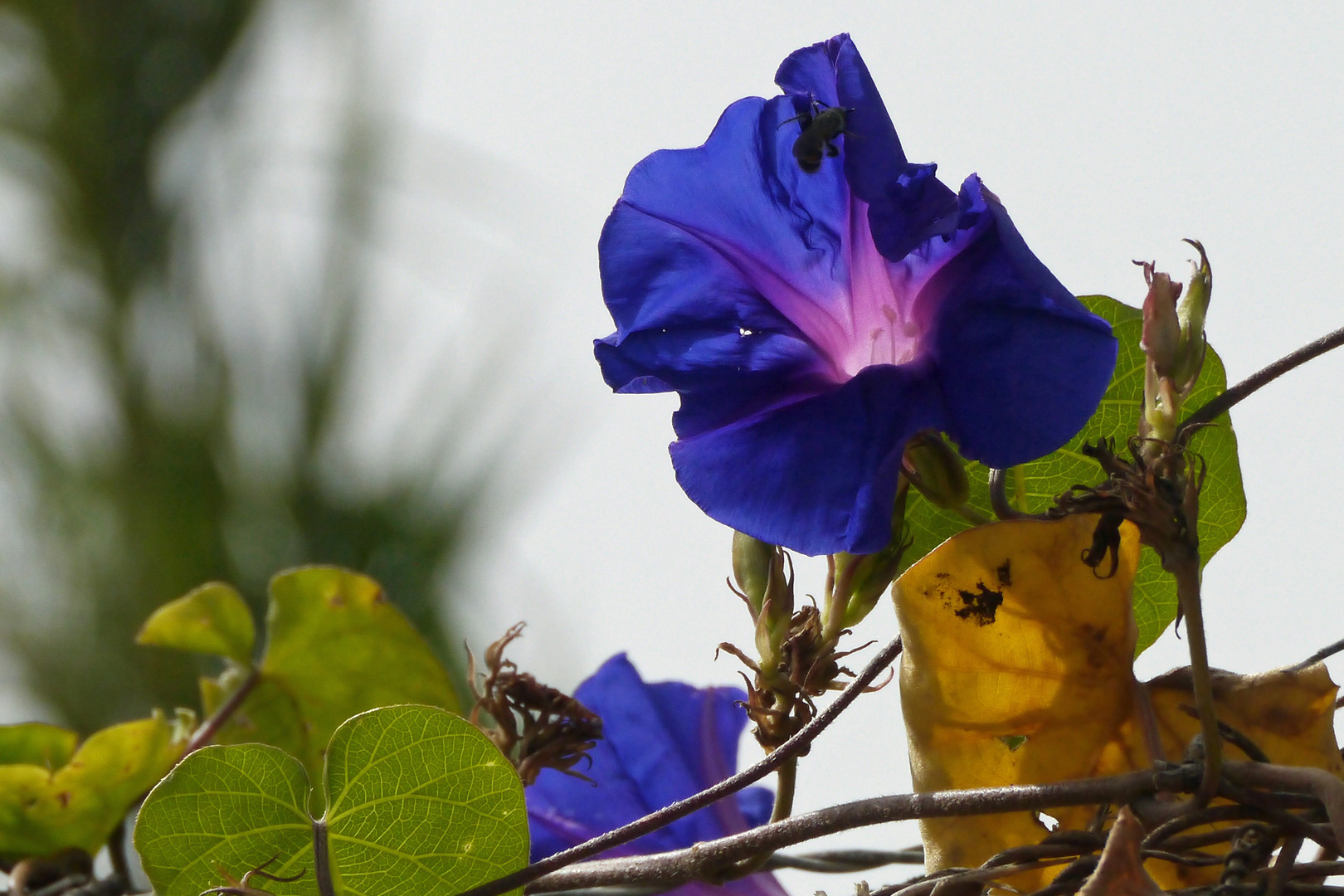 blaue Winde