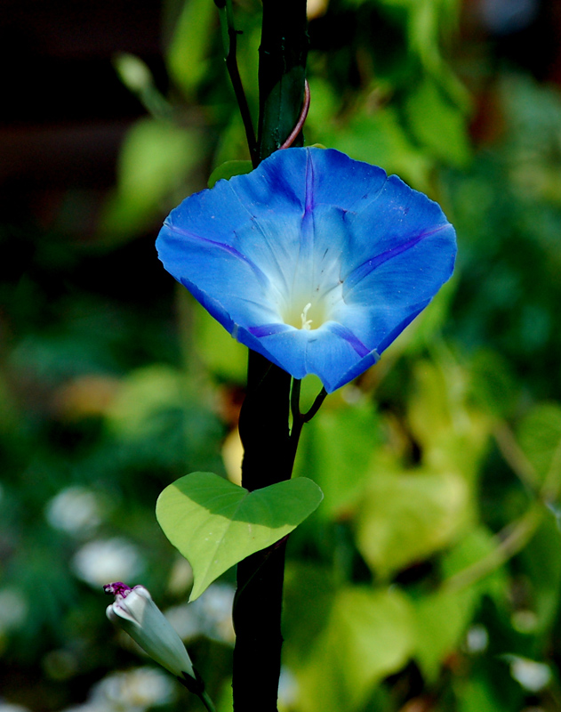 Blaue Winde