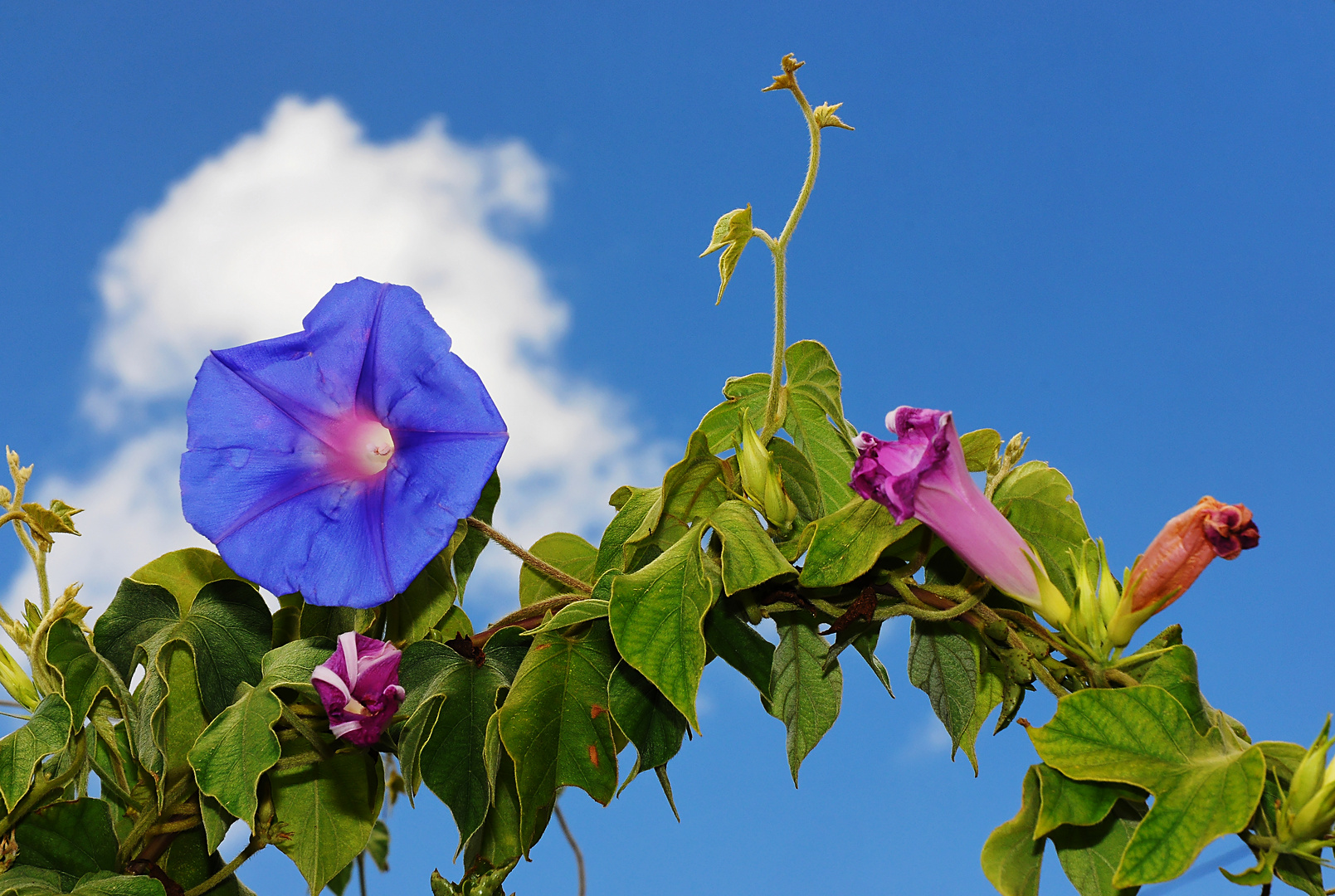 Blaue Winde