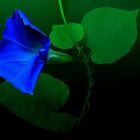 Blaue Winde