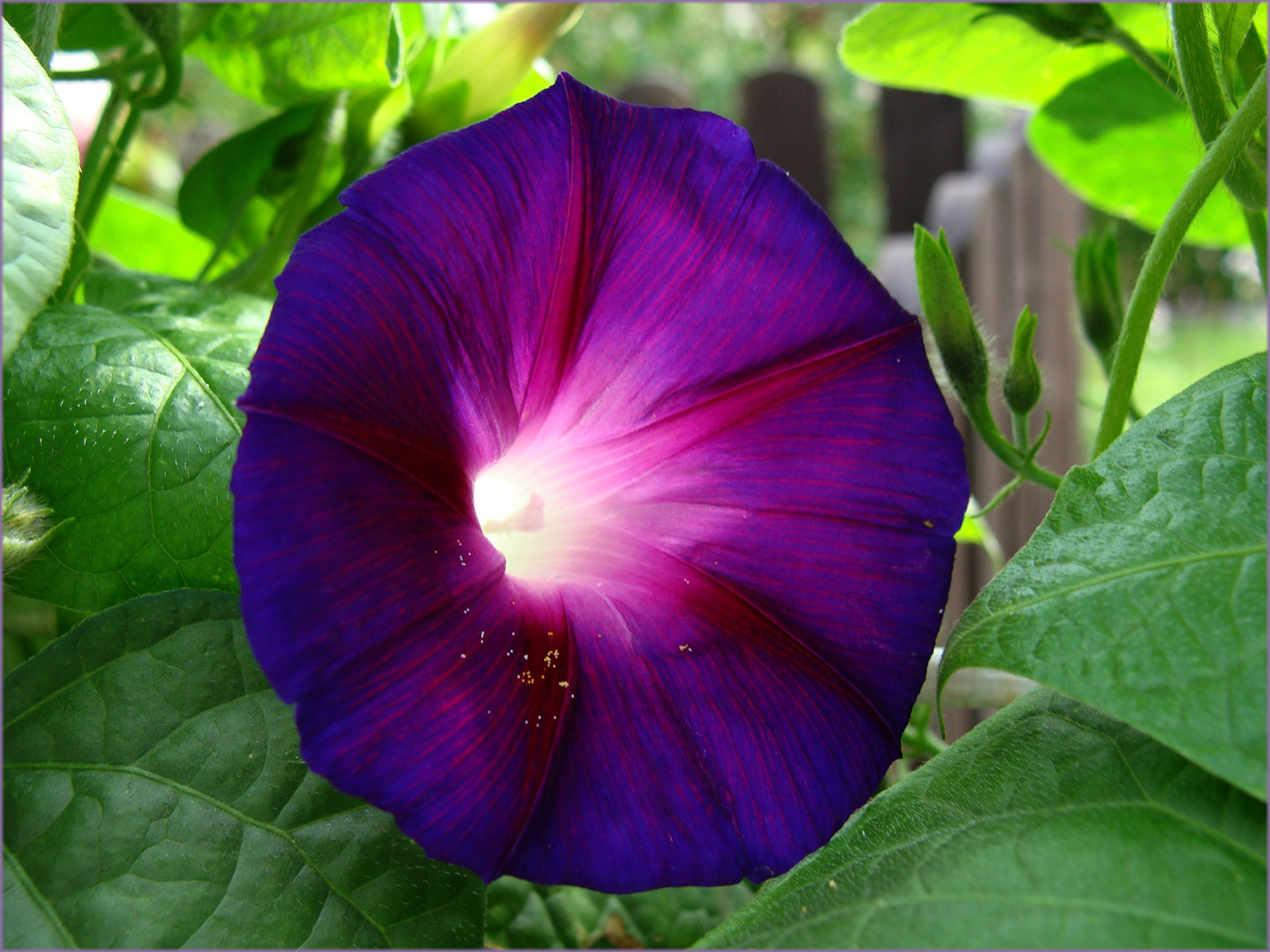 Blaue Winde für Mittwoch