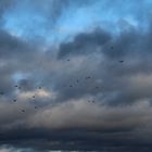 Blaue Wolken und Wildgänse