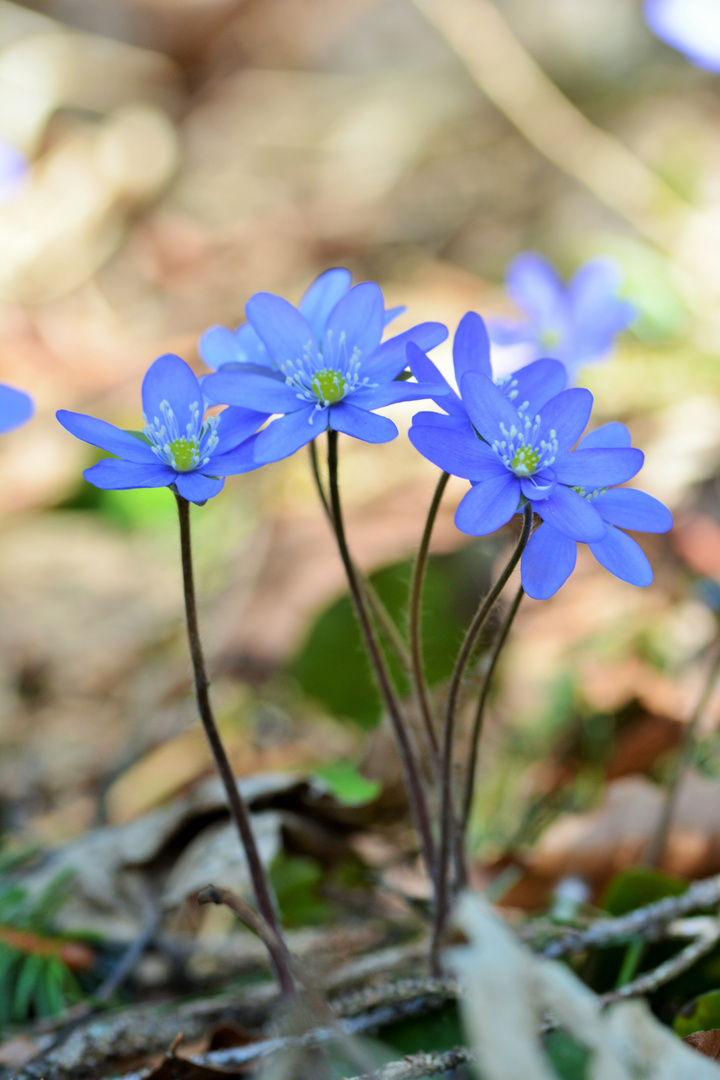 - Blaue Wunder -