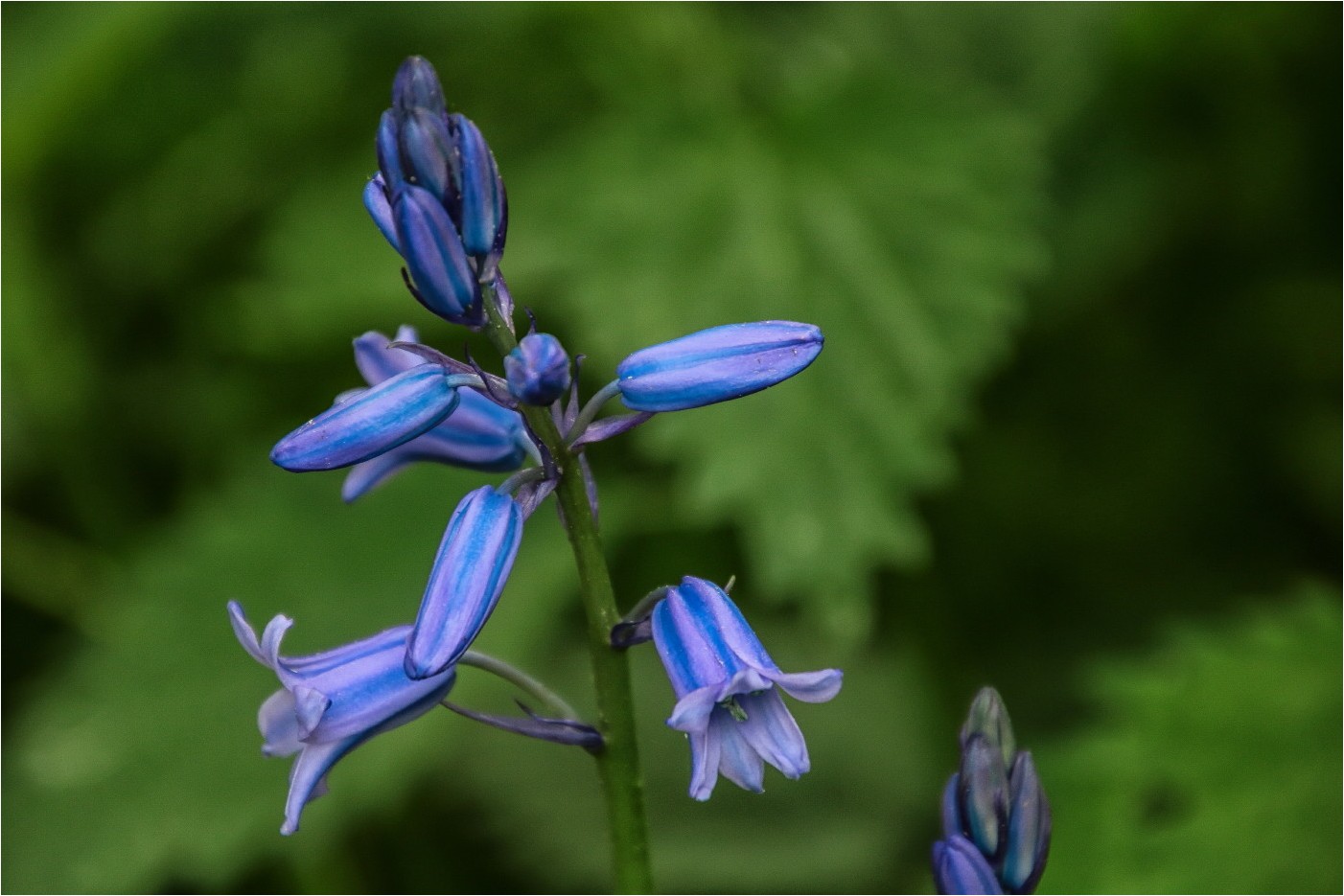 Blaue Wunder 