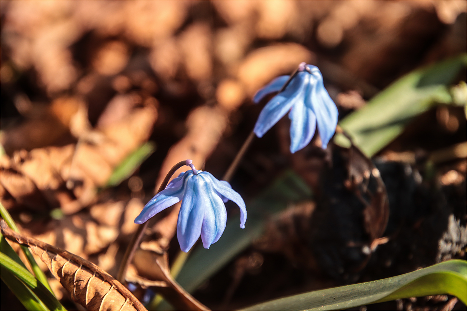 Blaue Wunder