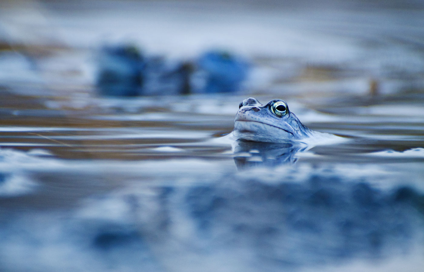 Blaue Zeiten