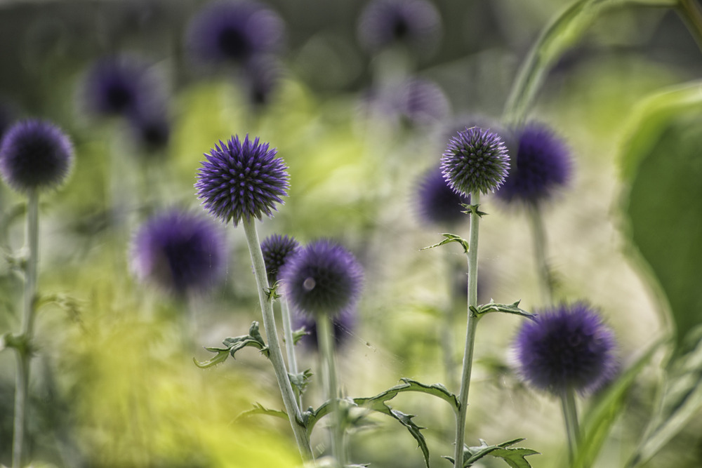 Blaue Zierdisteln