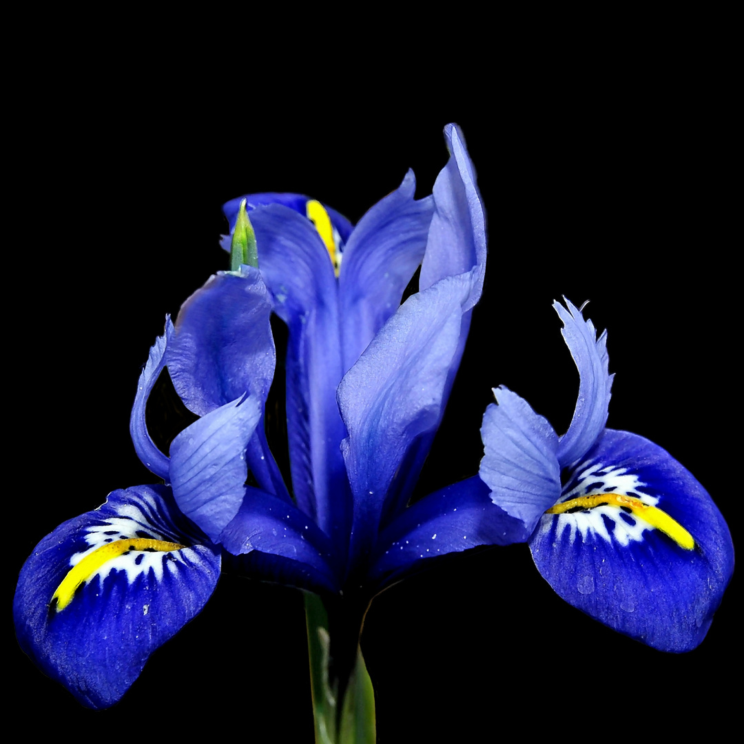 Blaue Zwerg-Iris (Iris reticulata)