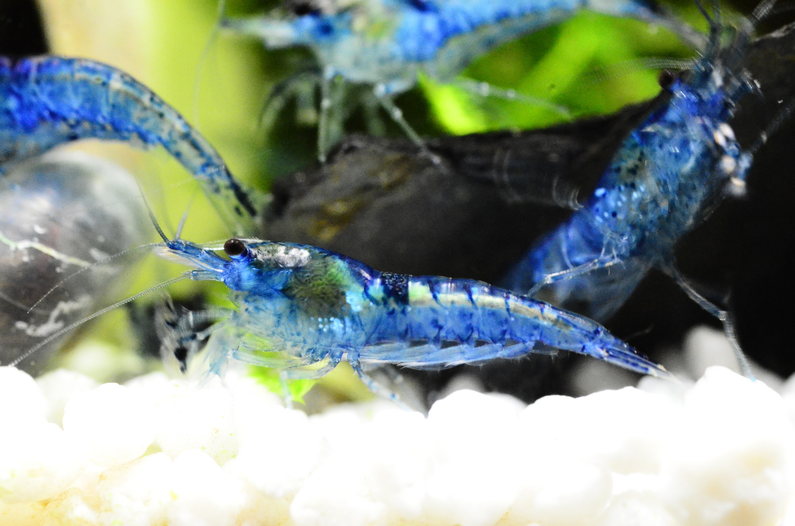 Blaue Zwerggarnele (Neocaridina babaulti)