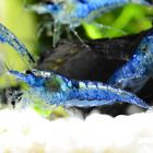 Blaue Zwerggarnele (Neocaridina babaulti)