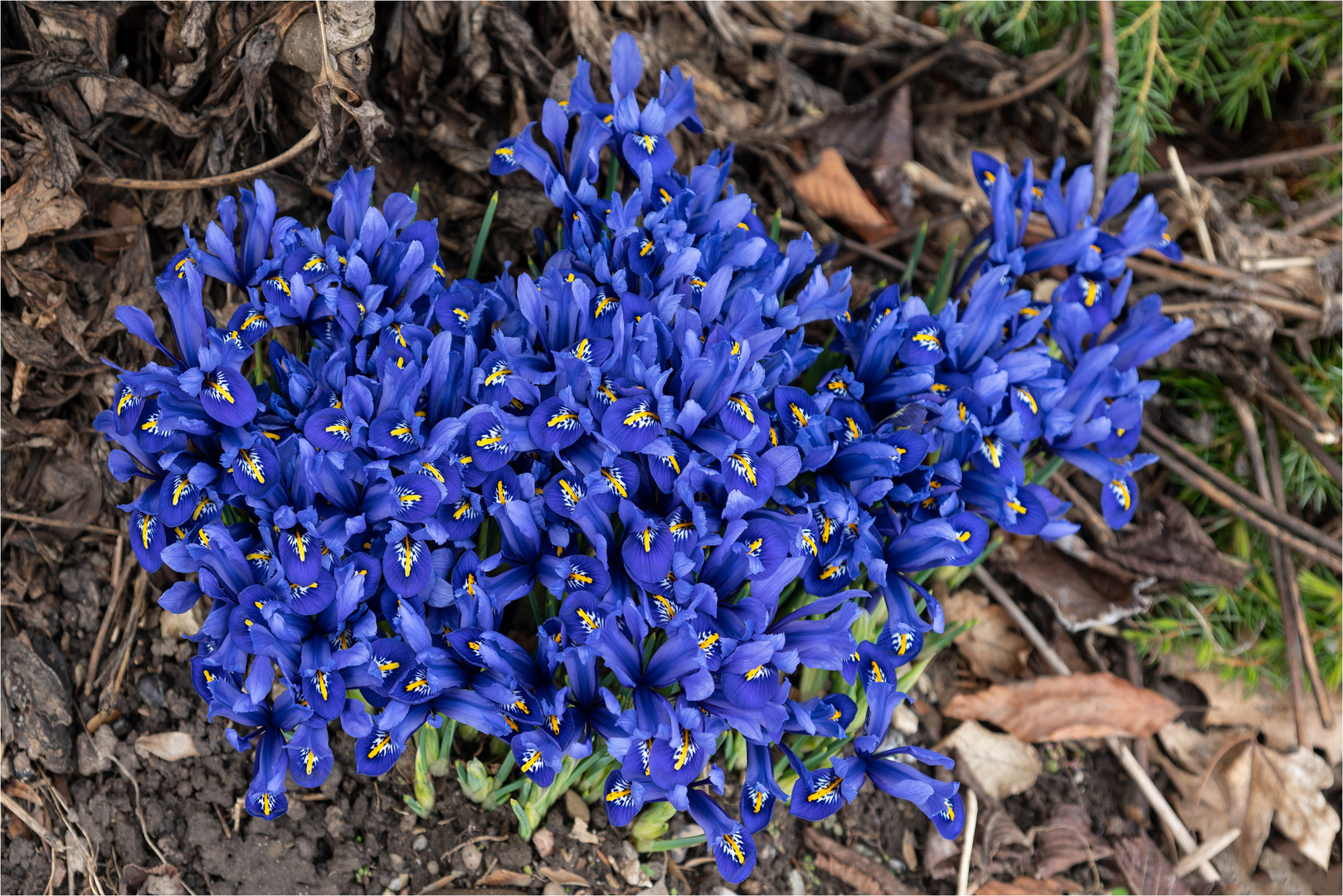 Blaue Zwergiris