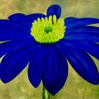 BlaueAnemone