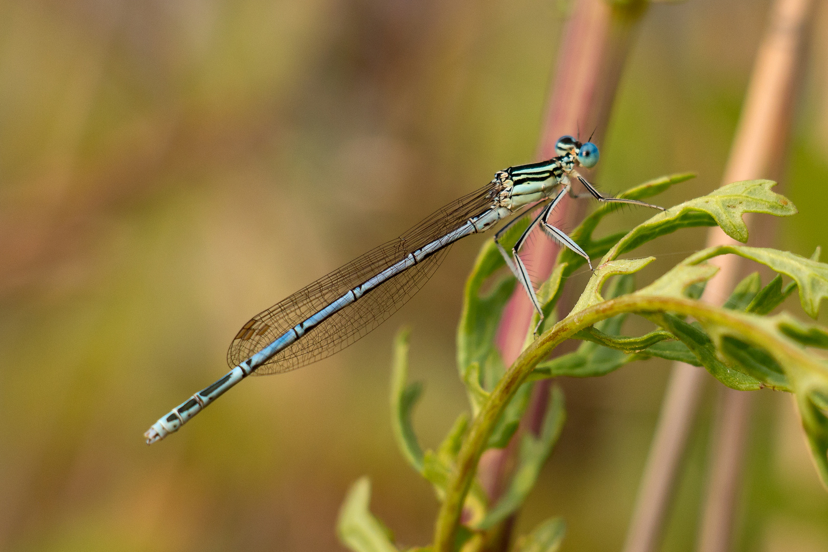 blAUeFEderLIbeLLe