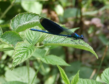 blaue_Libelle