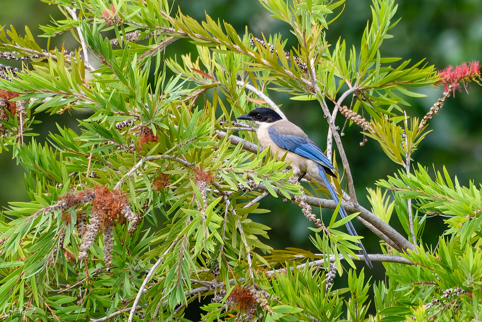 Blauelster an der Algarve (Portugal)