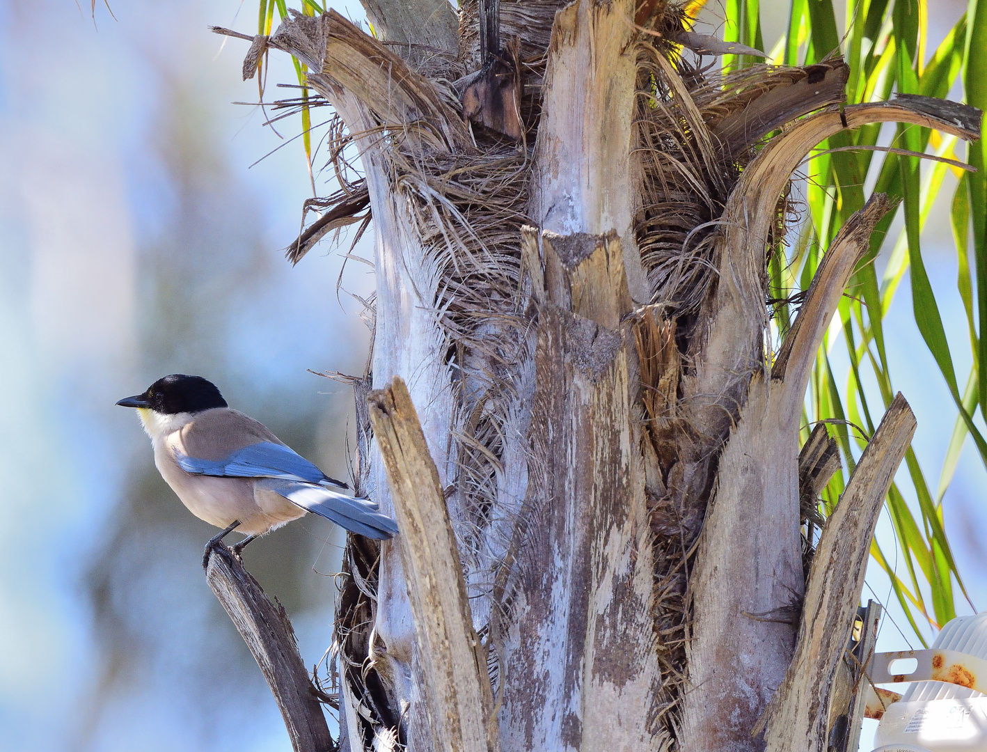 Blauelster, (Cyanopica cooki), Iberia magpie, Rabilargo ibérico