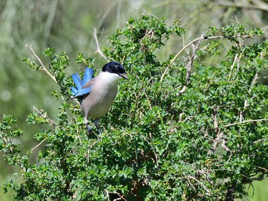 Blauelster, (Cyanopica cooki), Iberian magpie, Rabilargo ibérico