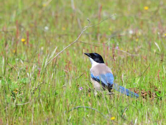 Blauelster (Cyanopica cooki), Rabilargo ibéricoI, berian magpie 