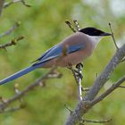 Blauelster (Cyanopica cyana) 1