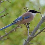 Blauelster (Cyanopica cyana) 1