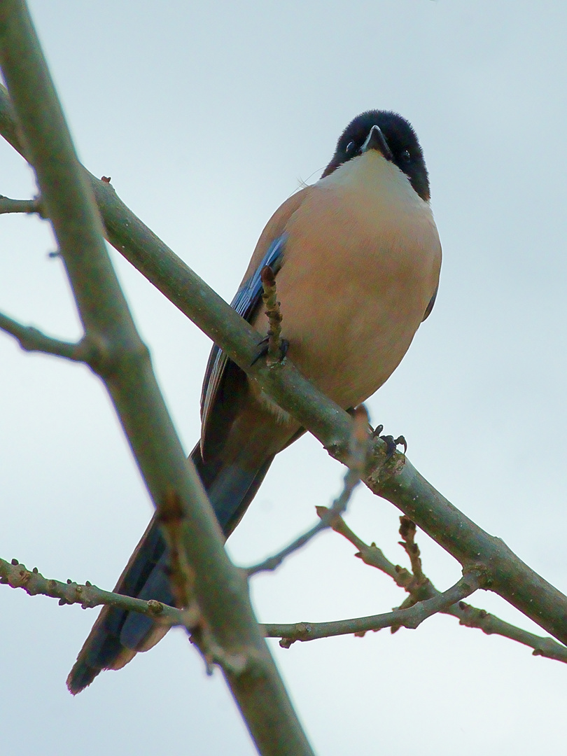 Blauelster (Cyanopica cyana) 2