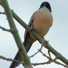 Blauelster (Cyanopica cyana) 2