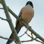 Blauelster (Cyanopica cyana) 2