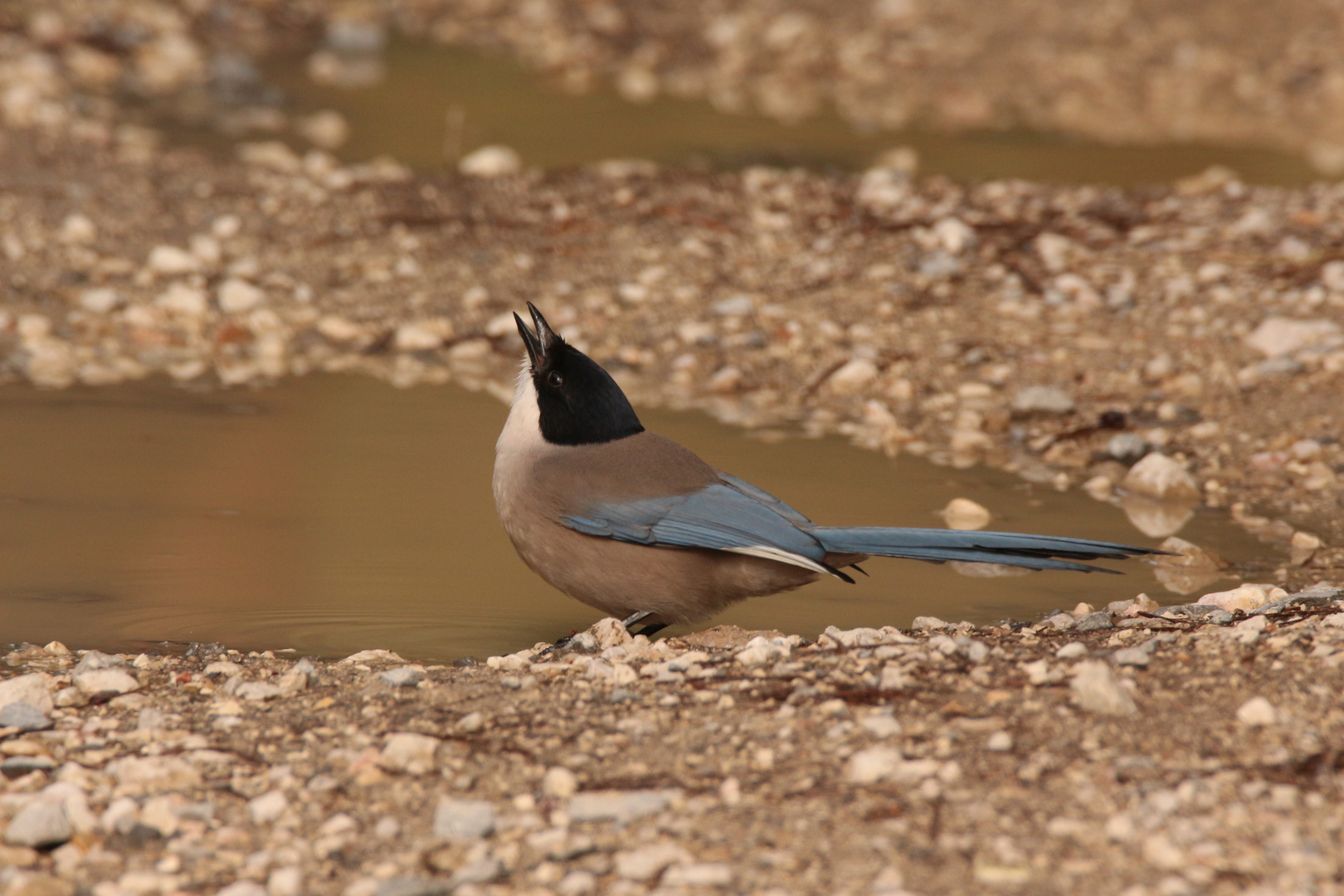 Blauelster (Cyanopica cyana)