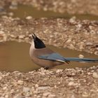 Blauelster (Cyanopica cyana)