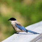 Blauelster, (Cyanopica cyana),  Azure-winged magpie, Rabilargo asiático