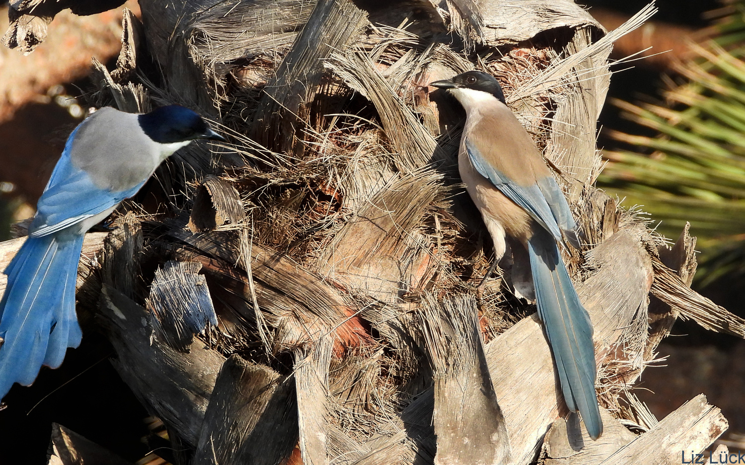  Blauelster (Cyanopica cyana)