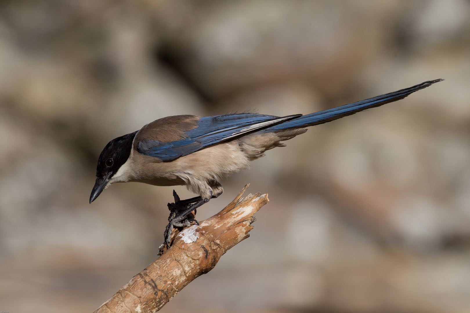 Blauelster: Geselliger Vogel