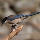 Blauelster: Geselliger Vogel