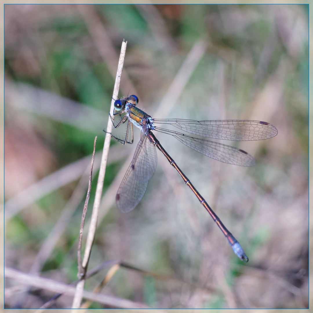 blauen Augen