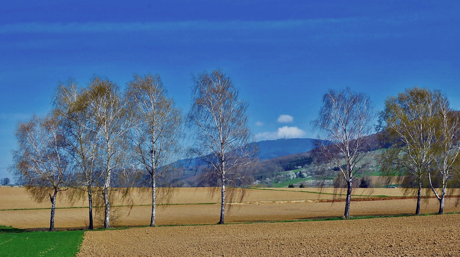 ~~~ Blauen - Blick 2: Frühling / Baumblüte ~~~