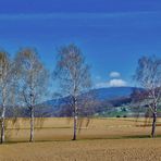 ~~~ Blauen - Blick 2: Frühling / Baumblüte ~~~