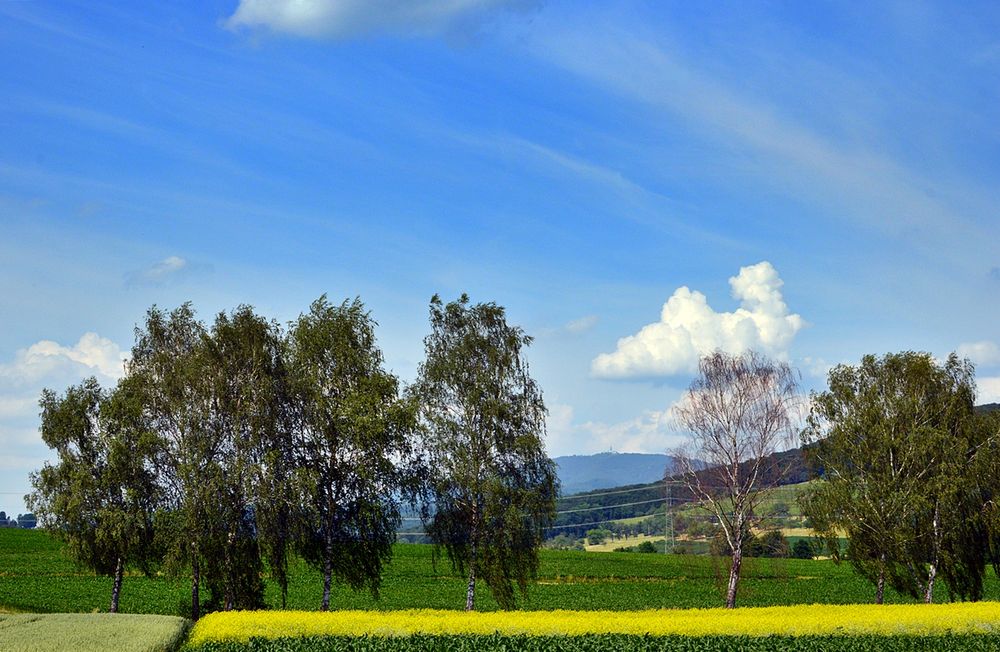 ~~~ Blauen - Blick 3: Spätfrühling / Baumsterben ~~~