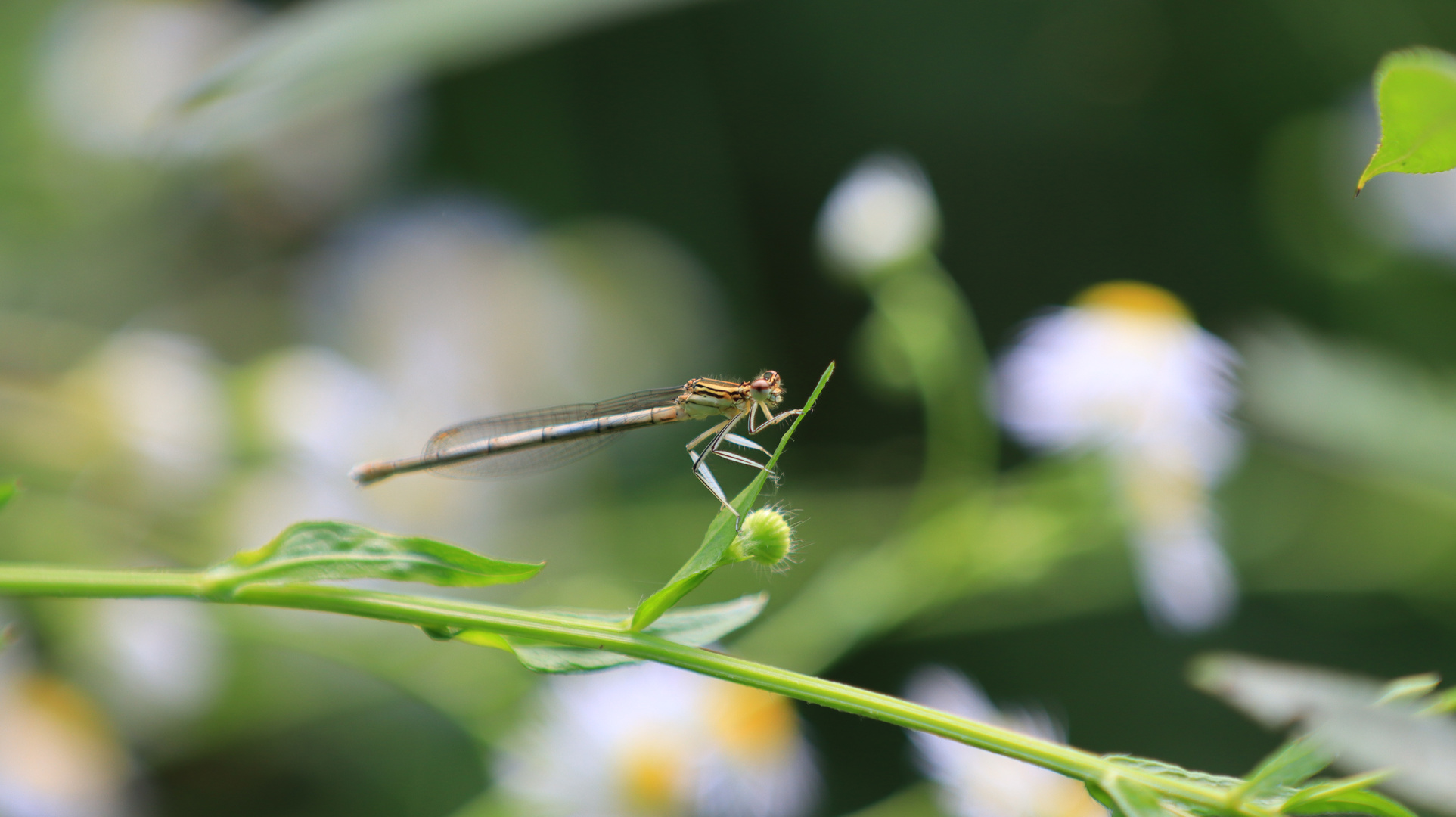 Blauen Federlibelle